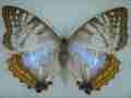 Morpho sulkowski Female (Aberration) (Internet Image property of respective owner, non-commercial use only)